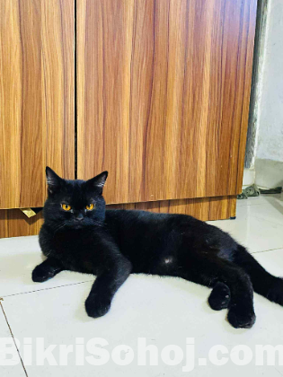 british cat